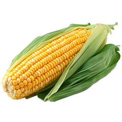 Fresh Corn on the Cob Isolated on a Transparent Background