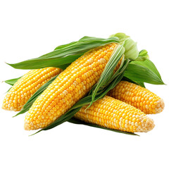 Fresh Corn on the Cob Isolated on a Transparent Background