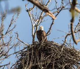 Americas majestic bird that represents the freedom we have in America, The Bald Eagle