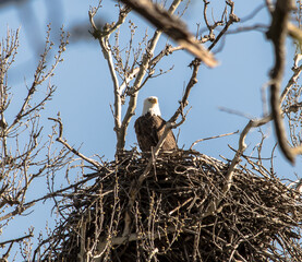 Americas majestic bird that represents the freedom we have in America, The Bald Eagle