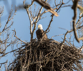 Americas majestic bird that represents the freedom we have in America, The Bald Eagle