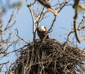 Americas majestic bird that represents the freedom we have in America, The Bald Eagle
