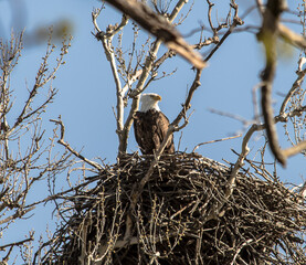 Americas majestic bird that represents the freedom we have in America, The Bald Eagle