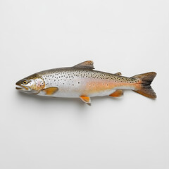 Obraz premium trout on a white background