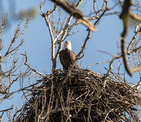 Americas majestic bird that represents the freedom we have in America, The Bald Eagle