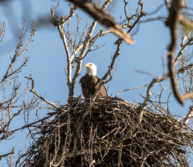 Americas majestic bird that represents the freedom we have in America, The Bald Eagle