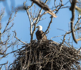 Americas majestic bird that represents the freedom we have in America, The Bald Eagle