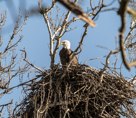 Americas majestic bird that represents the freedom we have in America, The Bald Eagle