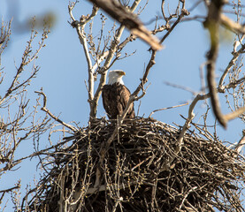 Americas majestic bird that represents the freedom we have in America, The Bald Eagle