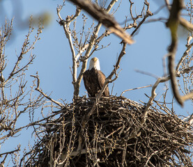 Americas majestic bird that represents the freedom we have in America, The Bald Eagle