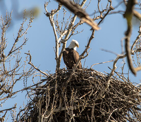Americas majestic bird that represents the freedom we have in America, The Bald Eagle