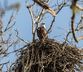 Americas majestic bird that represents the freedom we have in America, The Bald Eagle