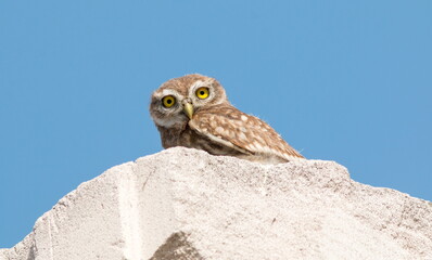 great horned owl