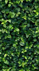 Dense wall of tiny green leaves, arranged to create a seamless pattern, vibrant colors and intricate textures, perfect for tranquil designs.
