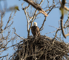 Americas majestic bird that represents the freedom we have in America, The Bald Eagle