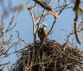Americas majestic bird that represents the freedom we have in America, The Bald Eagle
