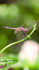 Dragonfly sitting on a vine. 