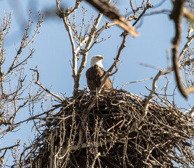 Americas majestic bird that represents the freedom we have in America, The Bald Eagle. This Picture was tken from 500ft and the nest was 500ft in the Air