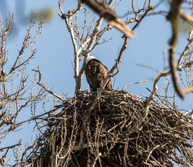 Americas majestic bird that represents the freedom we have in America, The Bald Eagle. This Picture was tken from 500ft and the nest was 500ft in the Air