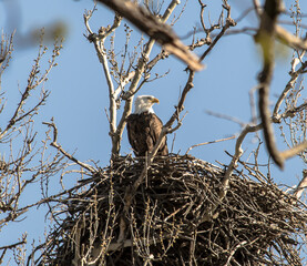 Americas majestic bird that represents the freedom we have in America, The Bald Eagle. This Picture was tken from 500ft and the nest was 500ft in the Air
