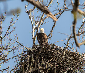 Americas majestic bird that represents the freedom we have in America, The Bald Eagle. This Picture was tken from 500ft and the nest was 500ft in the Air