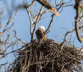 Americas majestic bird that represents the freedom we have in America, The Bald Eagle. This Picture was tken from 500ft and the nest was 500ft in the Air