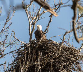 Americas majestic bird that represents the freedom we have in America, The Bald Eagle. This Picture was tken from 500ft and the nest was 500ft in the Air