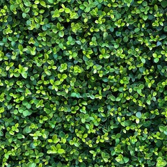Fototapeta premium Dense wall of tiny leaves, arranged to create a seamless surface, vibrant greens and intricate textures, perfect for tranquil designs.