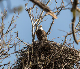 Americas majestic bird that represents the freedom we have in America, The Bald Eagle. This Picture was tken from 500ft and the nest was 500ft in the Air