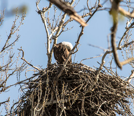 Americas majestic bird that represents the freedom we have in America, The Bald Eagle