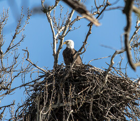 Americas majestic bird that represents the freedom we have in America, The Bald Eagle