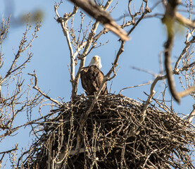 Americas majestic bird that represents the freedom we have in America, The Bald Eagle