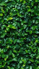Dense wall of tiny leaves, arranged in a natural pattern, vibrant greens with soft shadows, perfect for organic and nature-inspired themes.