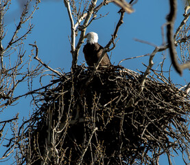 Americas majestic bird that represents the freedom we have in America, The Bald Eagle