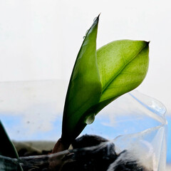 Young shoots of Zamioculcas, the Zanzibar gem plant, sprout in a recycled plastic bottle as a pot for propagation by leaf cuttings. This method promotes sustainable gardening.
