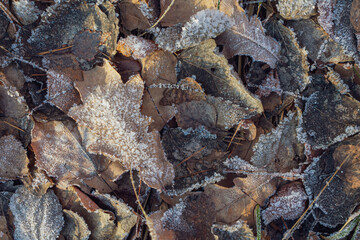 A landscape of nature shrouded in the first frost: frost-covered plants and ice patterns create a magical winter atmosphere