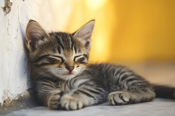 Adorable and Cute Kitten Background