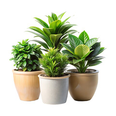Obraz premium Green plant in potted for interior decoration isolated on a transparent background