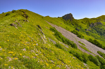 Fototapeta premium blooming flowers on subalpine meadows of Mount Arailer (Aragatsotn province, Armenia)