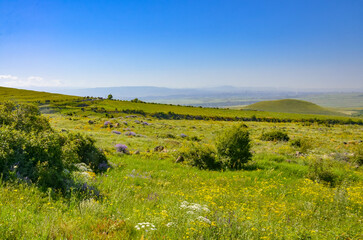 Obraz premium flower meadows on the slopes of Mount Arailer (Aragatsotn province, Armenia)
