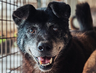 Rescue dog at a shelter smiling happily, seeking a forever home in a warm and welcoming environment