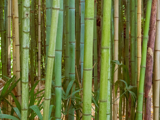 Obraz premium An aesthetic background made of green bamboo, conveying an atmosphere of calm and natural harmony for various designs