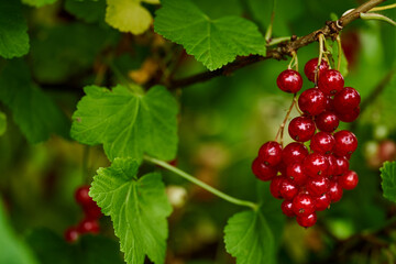 Branch of ripe red currant in a home garden
