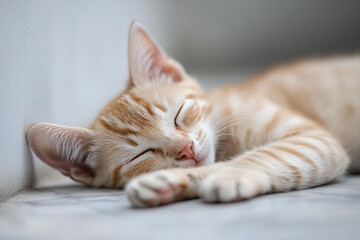 Sleeping Cat Close-Up Background