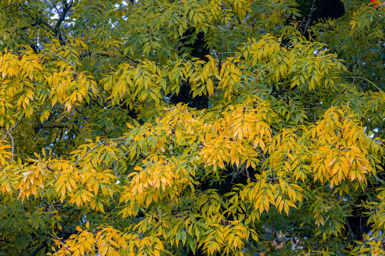 Selective focus of yellow leaves on the tree with sunlight in Autumn, Fraxinus excelsior or European ash, A flowering plant species in the olive family Oleaceae, Natural pattern texture background.