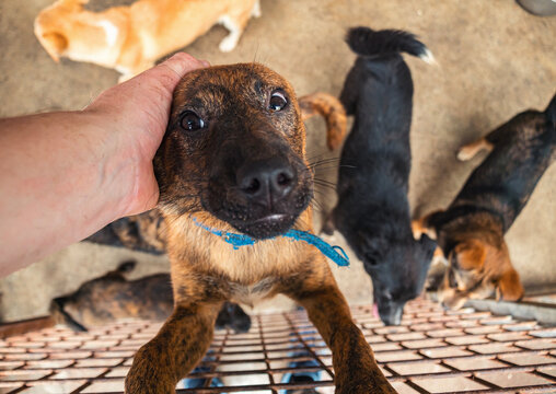 A small puppy reaches out from behind a shelter fence, seeking affection. The loving hand gently holds the pup's face, showcasing a moment of connection in the shelter.