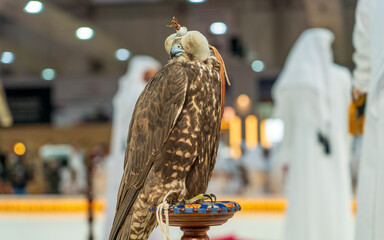 A majestic falcon captured in a striking pose, showcasing its sharp, focused eyes ,Falconry is the hunting of wild animals in their natural state and habitat by means of a trained bird of prey.