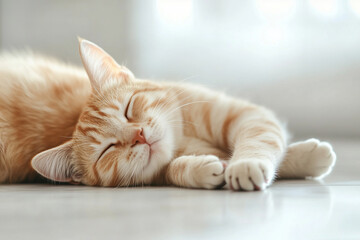 Sleeping Cat Close-Up Background