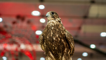 A majestic falcon captured in a striking pose, showcasing its sharp, focused eyes.