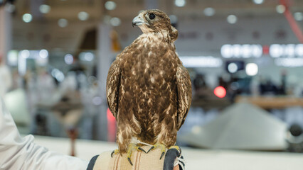 A majestic falcon captured in a striking pose, showcasing its sharp, focused eyes.